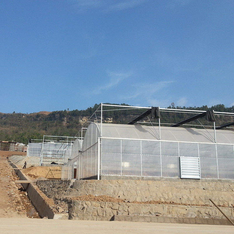 신뢰할 수 있는 폴리 터널 온실 항성종철 프레임 토마토에 대한 오래 지속되는 필름