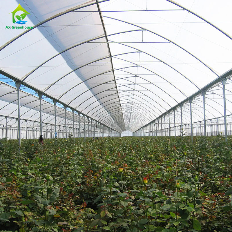 잎 채소, 토마토, 호두, 고추, 달걀, 딸기, 수박을 재배하기 위한 대형 다발영 온실