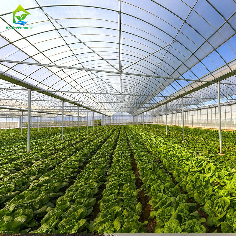 잎 채소, 토마토, 호두, 고추, 달걀, 딸기, 수박을 재배하기 위한 대형 다발영 온실