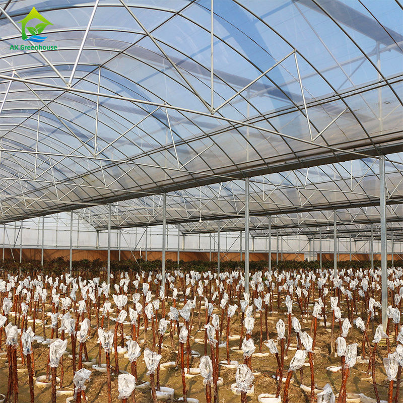 잎 채소, 토마토, 호두, 고추, 달걀, 딸기, 수박을 재배하기 위한 대형 다발영 온실
