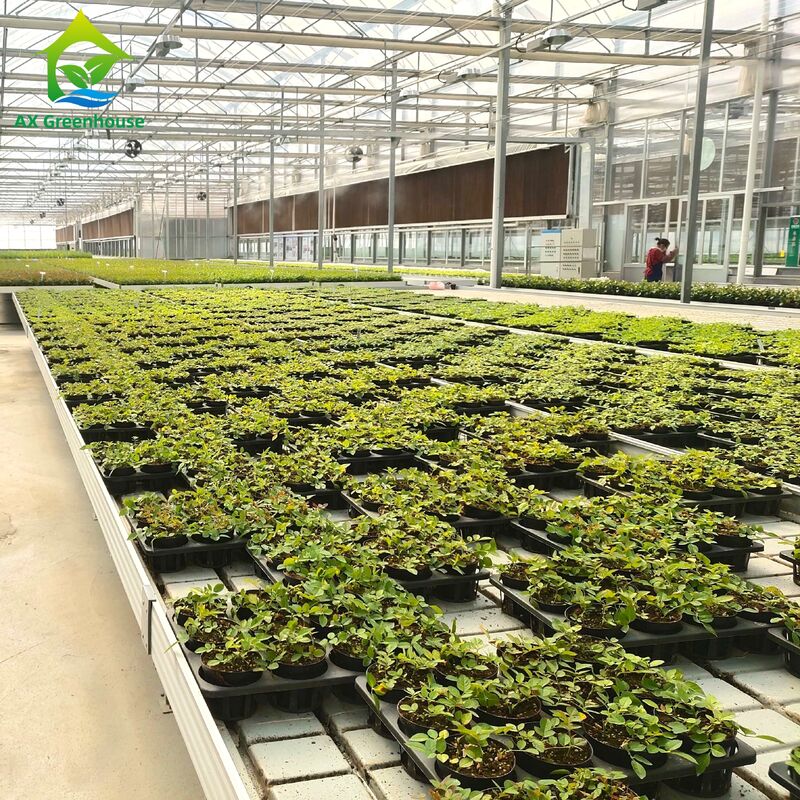 상용 알루미늄 프레임 에브 & 흐름 벤치 높이 조절 및 온실용 통합 PP/ABS 트레이